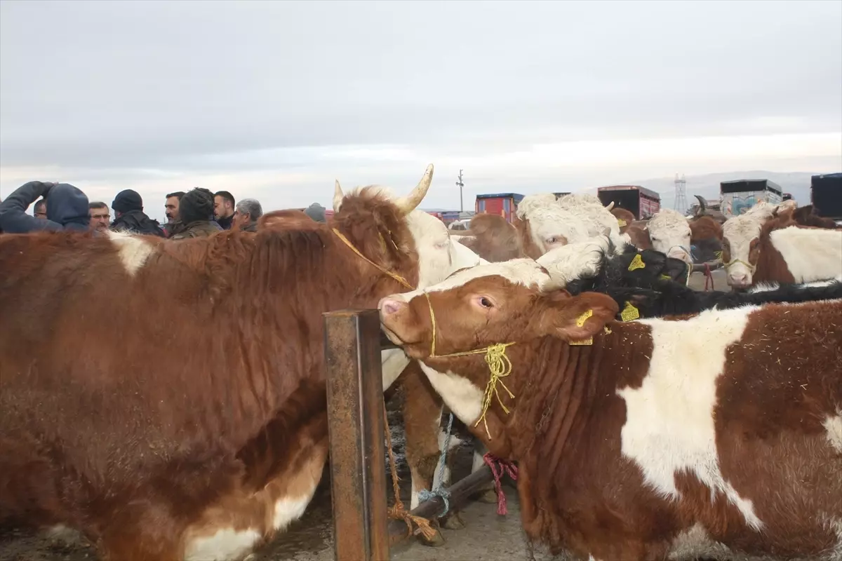 Şarkışla Hayvan Pazarı Yeniden Açıldı: Aşılamalar Tamamlandı, Çiftçiler Sevindi