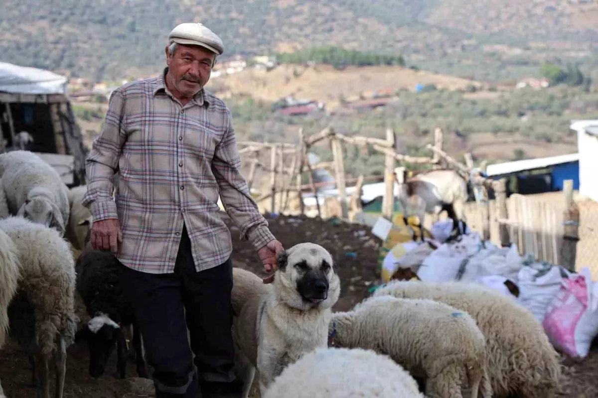 Şap Karantinası Hayvancılığı Zorlaştırıyor: Çobanların Sessiz Çığlığı