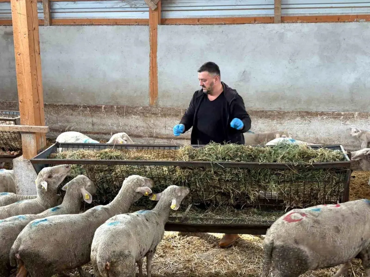 Yenişehir’de Şap Hastalığı Hayvancılığı Vurdu