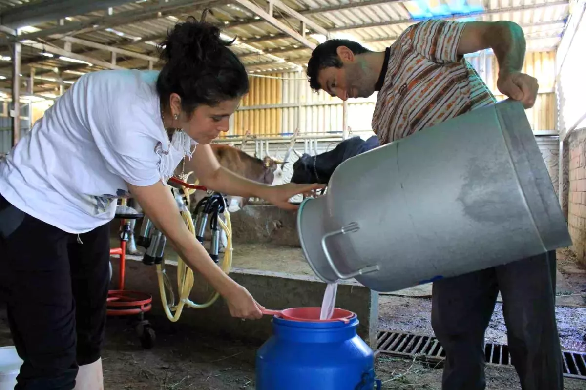 Şap Hastalığı Süt Üreticilerini Zora Soktu