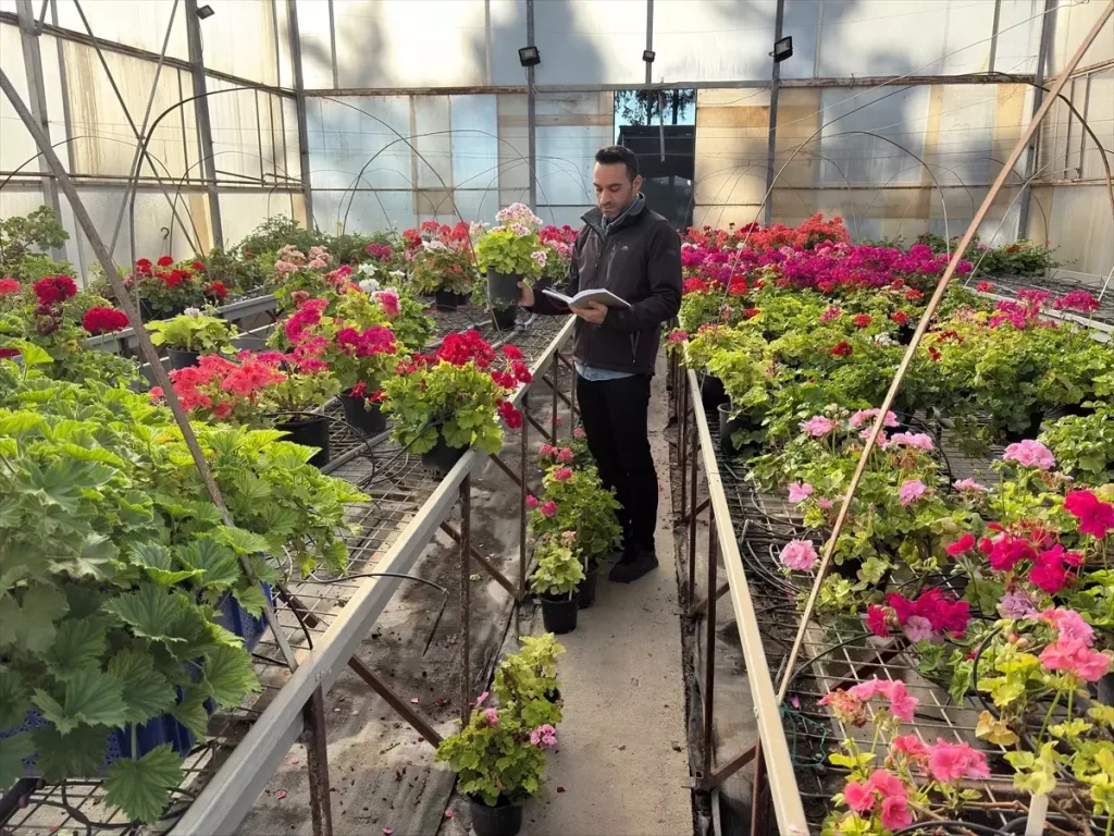 Yerli Sardunya Çeşitleri Geliştiriliyor