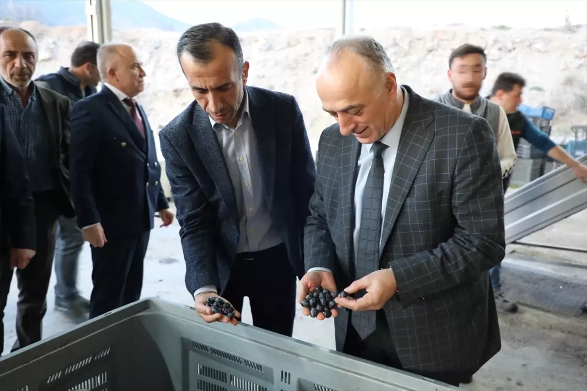 Eskişehir İl Tarım Müdürü Sarıcakaya Zeytinyağı Fabrikasını Yerinde İnceledi