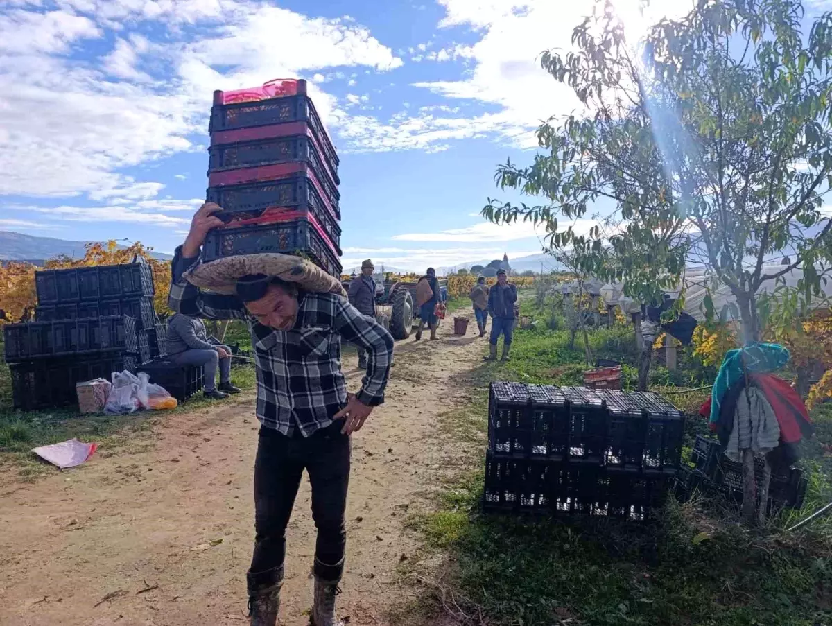 Sarıgöl’de Üzüm Hasadı Devam Ediyor