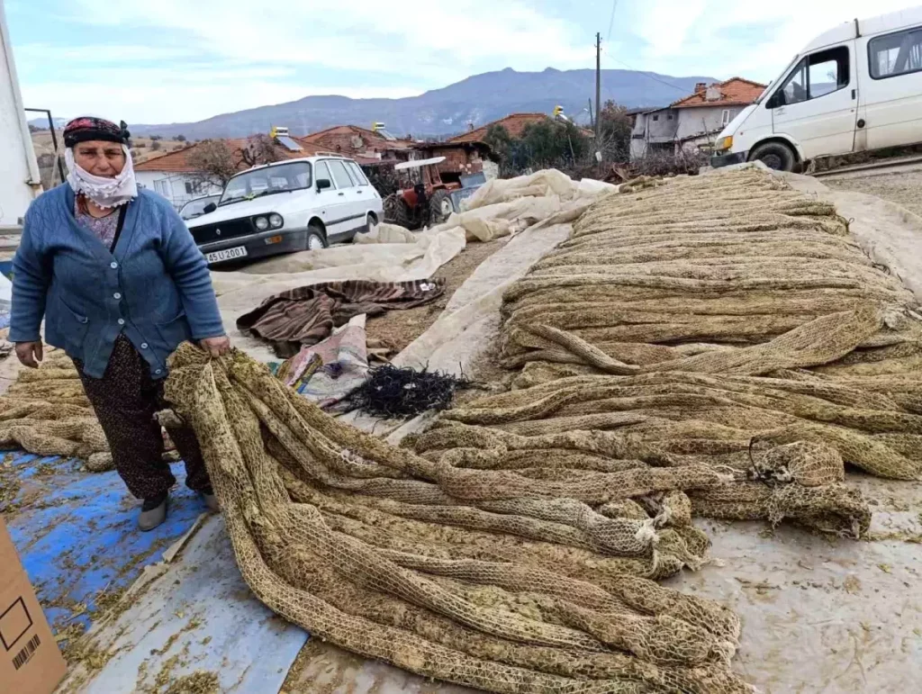 Selendi’de Tütün Hasadı Tamamlandı
