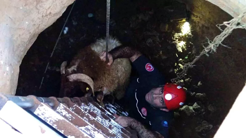 Sesini Küçük Çocuk Duydu: 5 Metrelik Kuyudan Çalındı Sanılan 2 Koyun Kurtarıldı