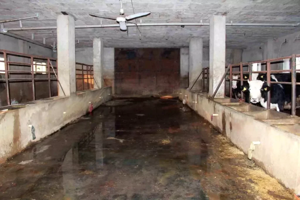 Siirt’te Besici 54 Hayvanını Kaybetti: 8 Milyon Lira Zarar