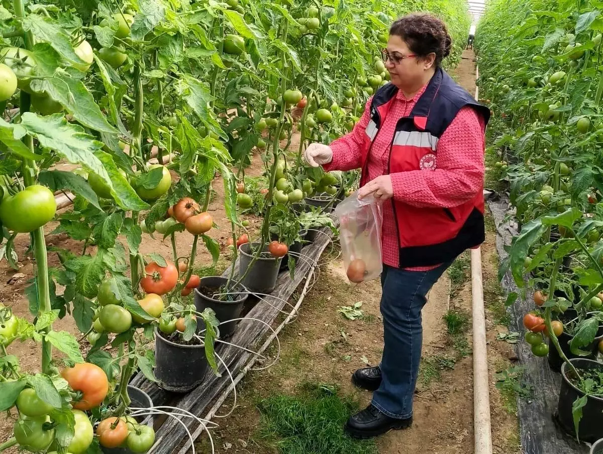 Kütahya’da Domates Denetimi