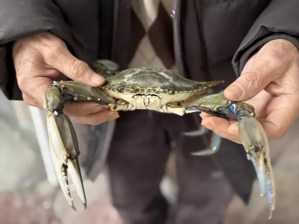 Karadeniz’de Nadir Görülen Mavi Yengeç