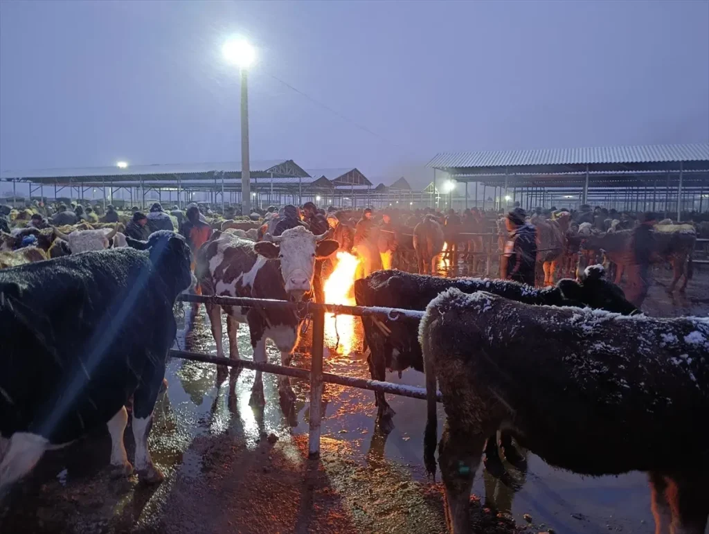 Şarkışla’da Dondurucu Soğuk, Hayvan Pazarını Zorladı!