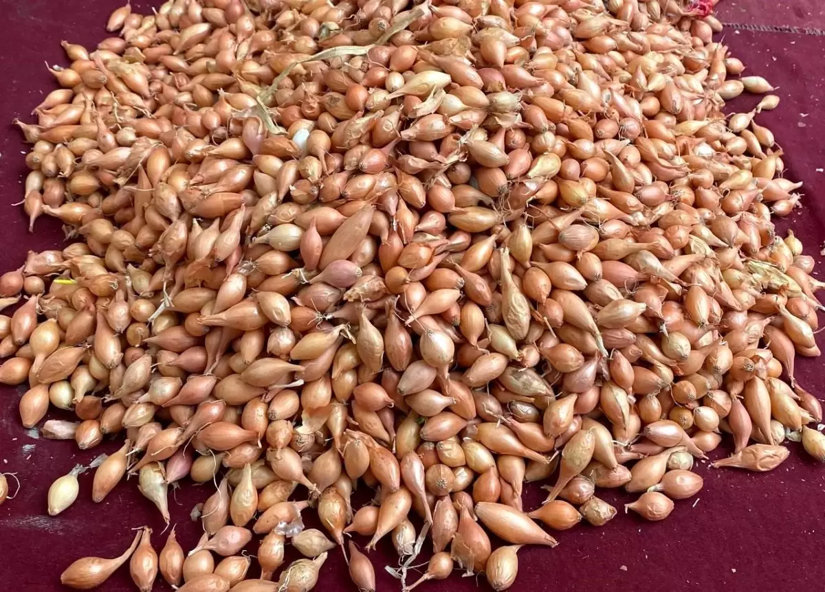 Alaşehrinde Soğan Dikimi İçin Kritik Uyarı: Verim Kaybını Önleyin!