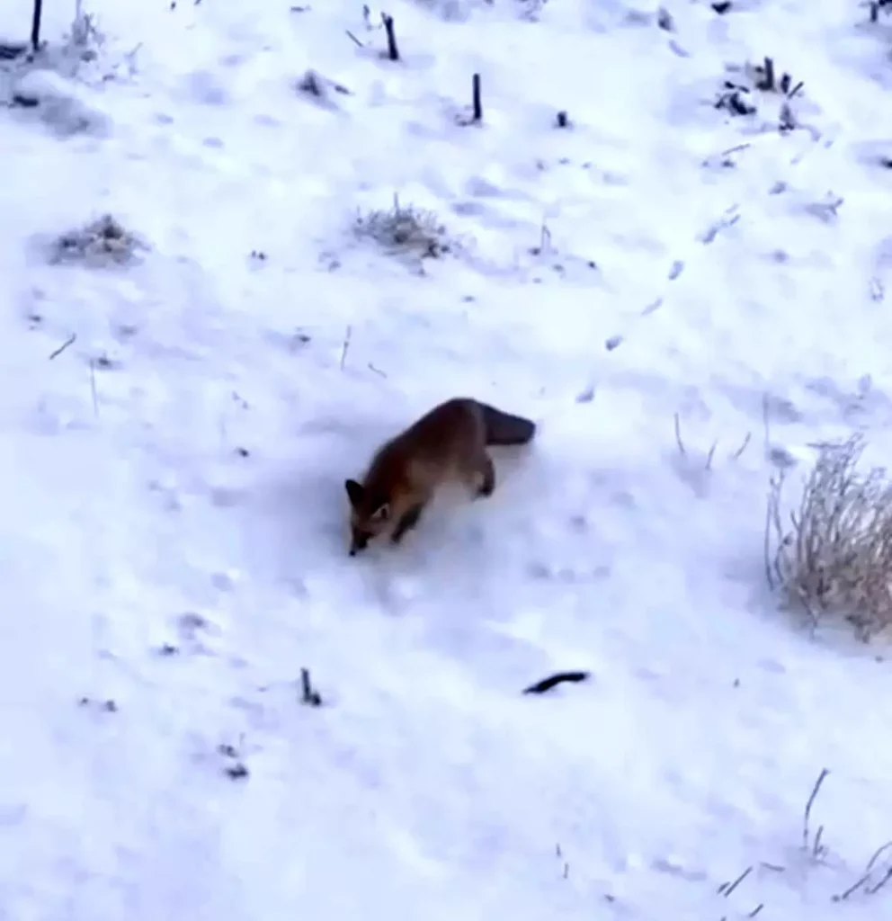 Ağrı’da Aç Kalan Tilkiler Şehir Merkezine İndi