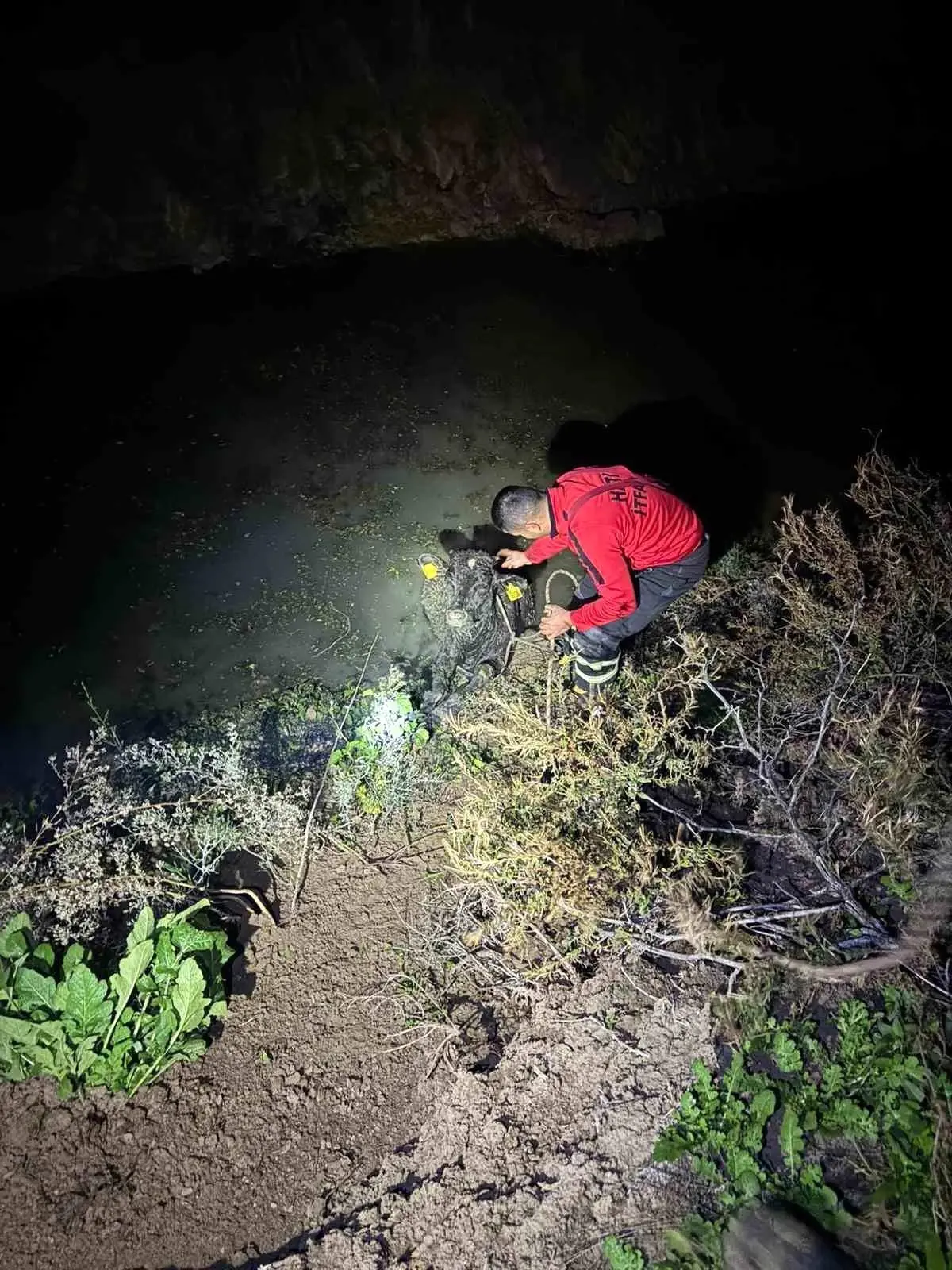 Su Kanalına Düşen Buzağıyı İtfaiye Ekibi Kahramanca Kurtardı