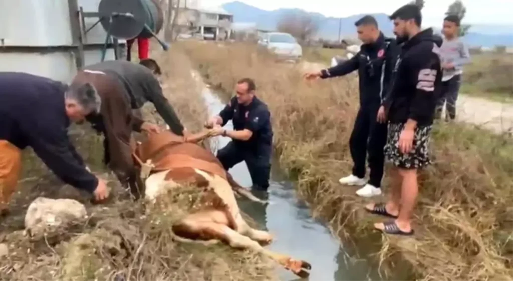 Antalya’da İnek Kurtarma Operasyonu