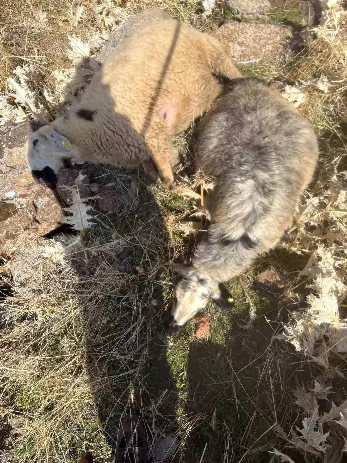 Kurt Saldırısı: 28 Koyun Telef Oldu