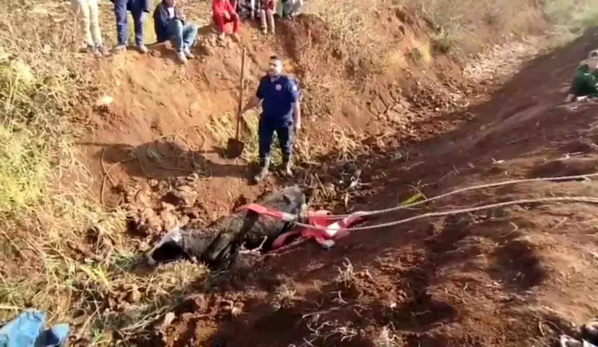 Tahliye Kanalına Düşen İnek Büyük Çabalar Sonrası Kurtarıldı