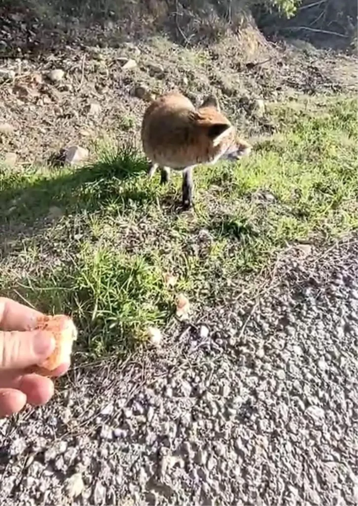 Gelibolu’nun Tilki Maskotu: Tarihi Yarımada’nın Yeni Yıldızı