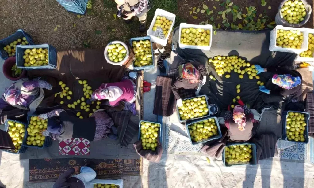 Tarım ÜFE’de Yıllık Artış %31,45