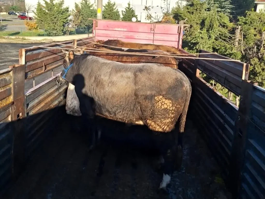 Tekirdağ’da 6 Büyükbaş Hayvana 102 Bin Lira Ceza Kesildi