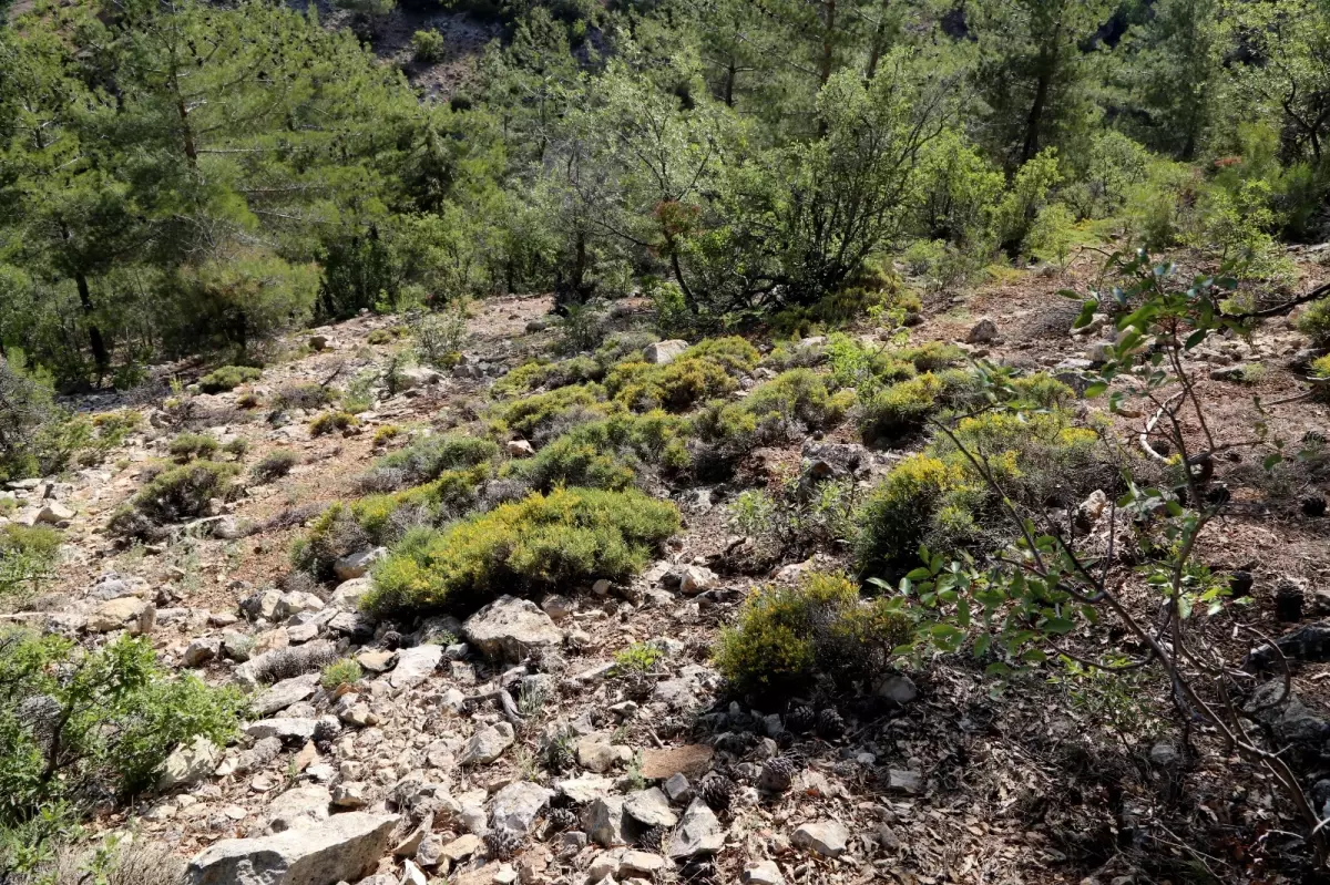 Ermenek’te Dünya Yalnızca Bir Kez Görülen Yeni Bitki Türü Ortaya Çıktı