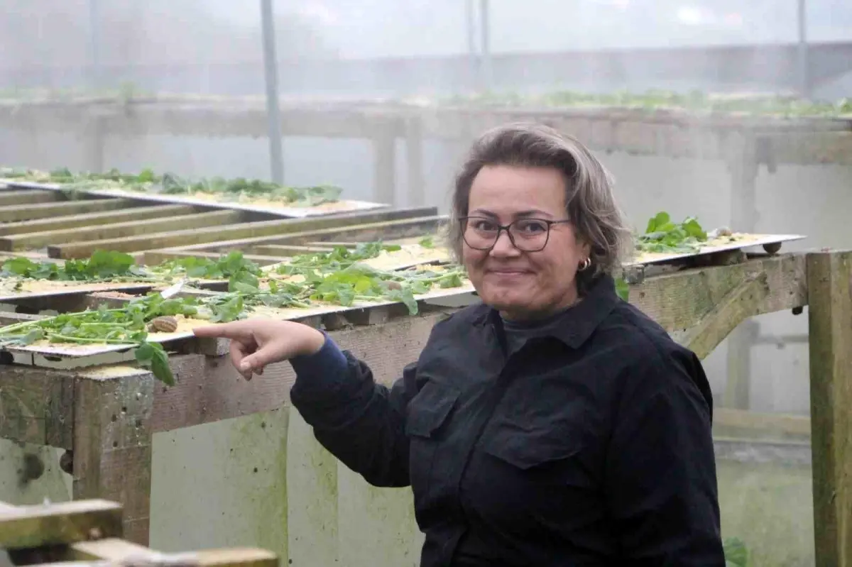 Trabzon’da Salyangoz İhracatı Başladı: ‘Googlis’ Markası Dünya Pazarında 3 Bin Euro’luk Havyarla Fark Yaratıyor