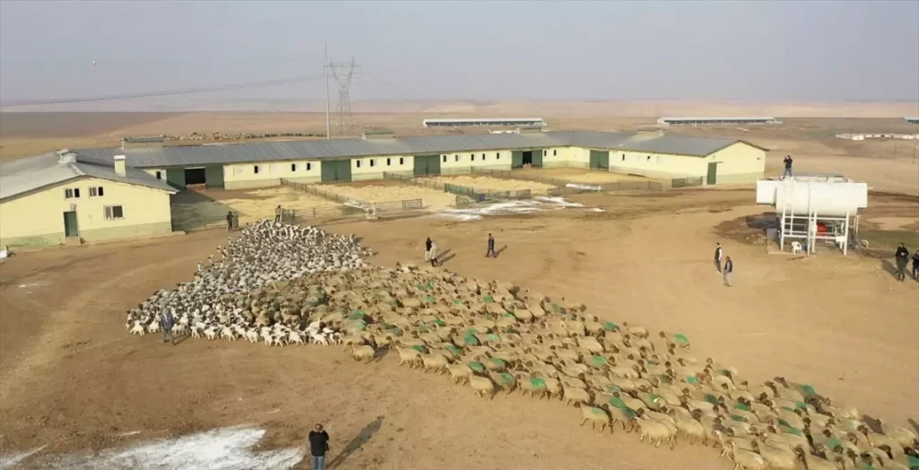 Ceylanpınar’da 60 Bin Kuzu Dünyaya Geldi