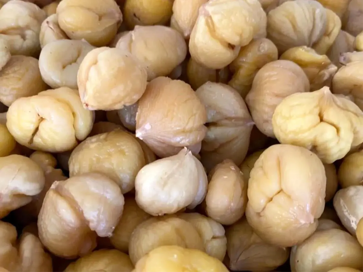 Aydın’da Kestane Hasadı ve İhracat Hazırlığı