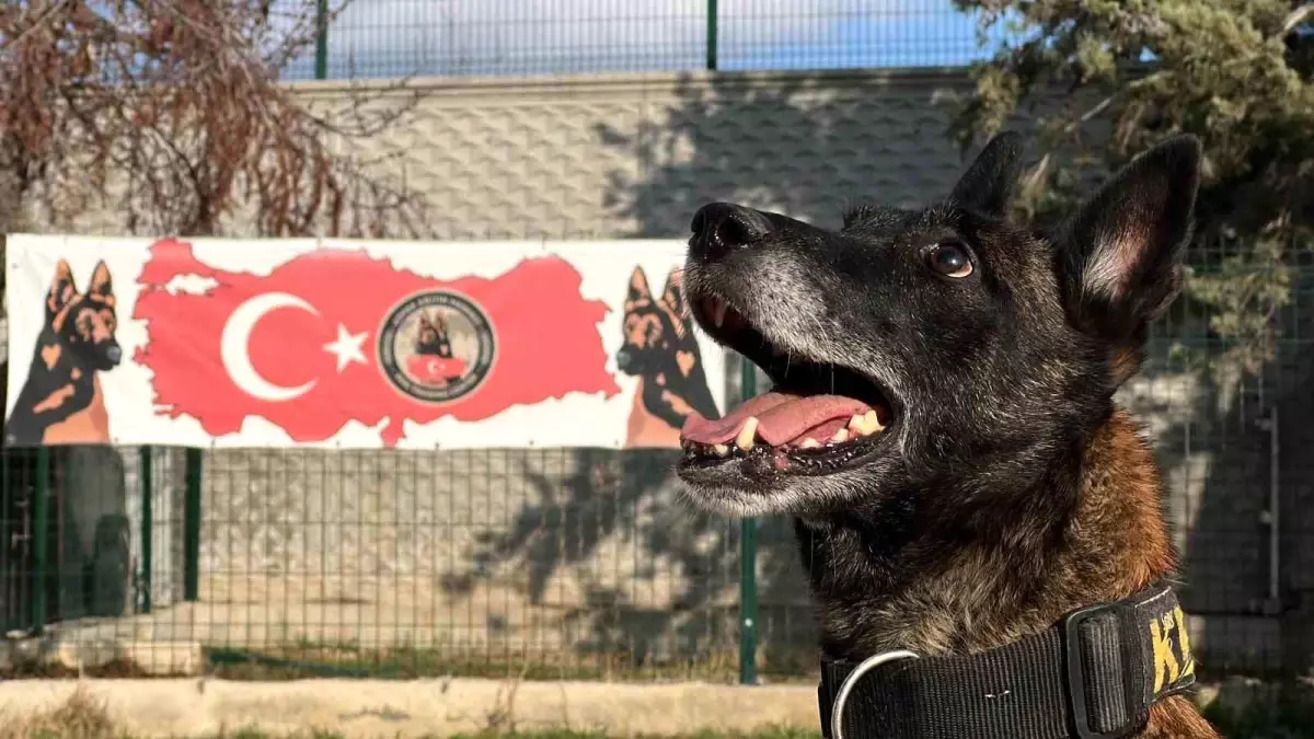 Uyuşturucu ile Mücadelede Köpeklerin Rolü
