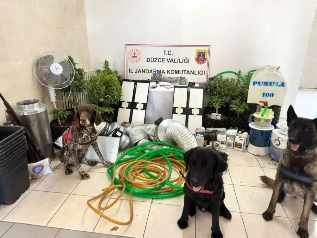 Düzce’de Skunk Operasyonu: Jandarma 1 Şahşı Gözaltına Aldı, 2,3 Kg Uyuşturucu Ele Geçirdi