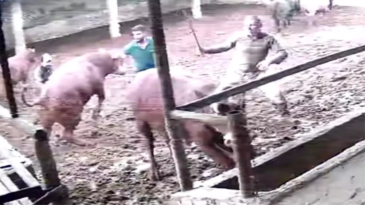 Amasya’da Boğa Besiciye Saldırdı: Görüntüler Kamerada