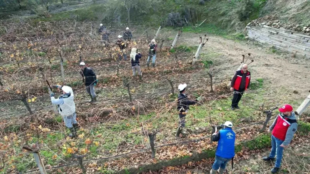 Sarıgöl’de Üzüm Bağlarına Teknik Destek: Budama ve Hastalık Bilgilendirmesi