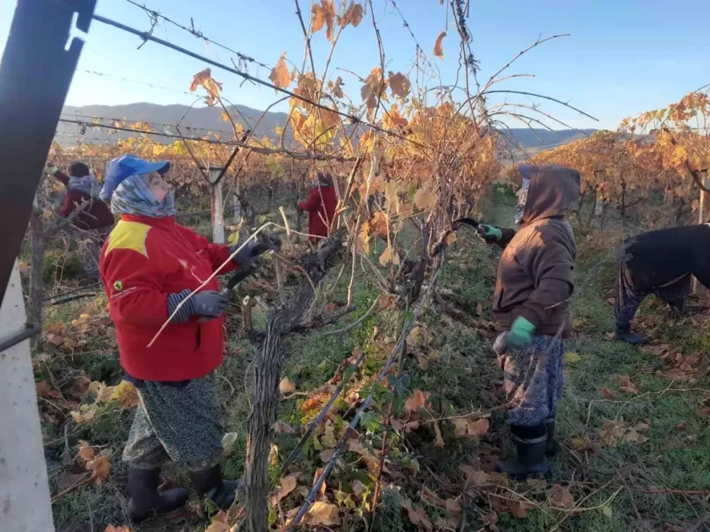 Sarıgöl’de Kadınlar Üzüm Bağlarını Yeniliyor