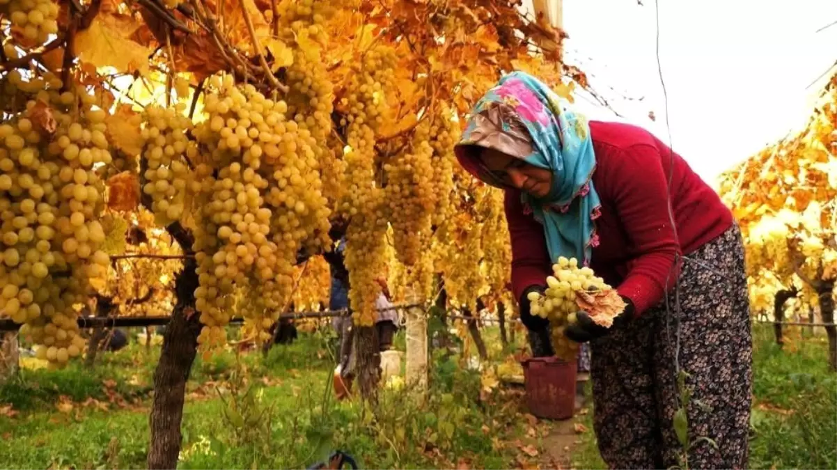 Sarıgöl’de Üzüm Hasadı Sonuçlanıyor – Üreticiler Girdi Maliyetlerinden Şikayetçi