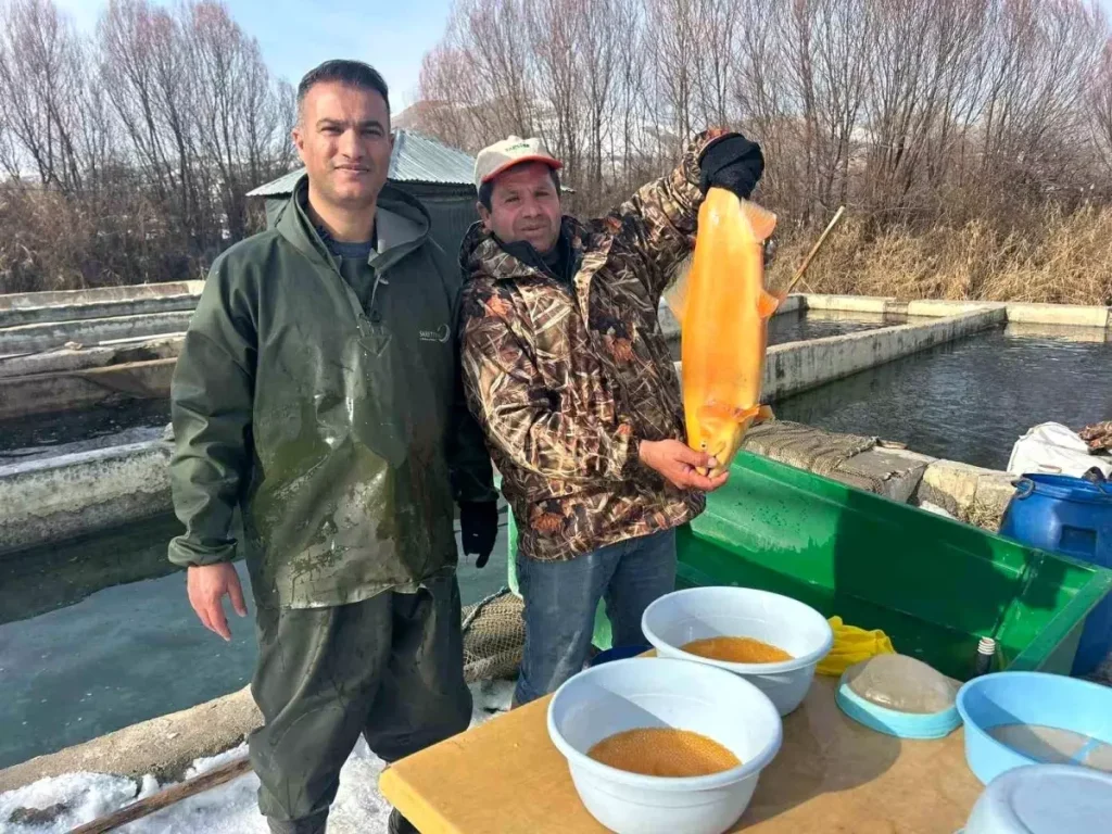 Van’da Alabalık Sağım Çalışmaları Başladı