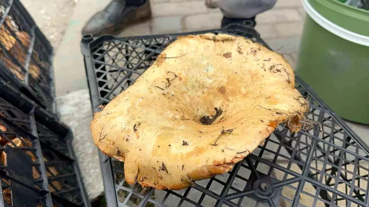 Kanlıca Mantarı Bollaştı: Kilo Fiyatı 100 Liraya Düştü