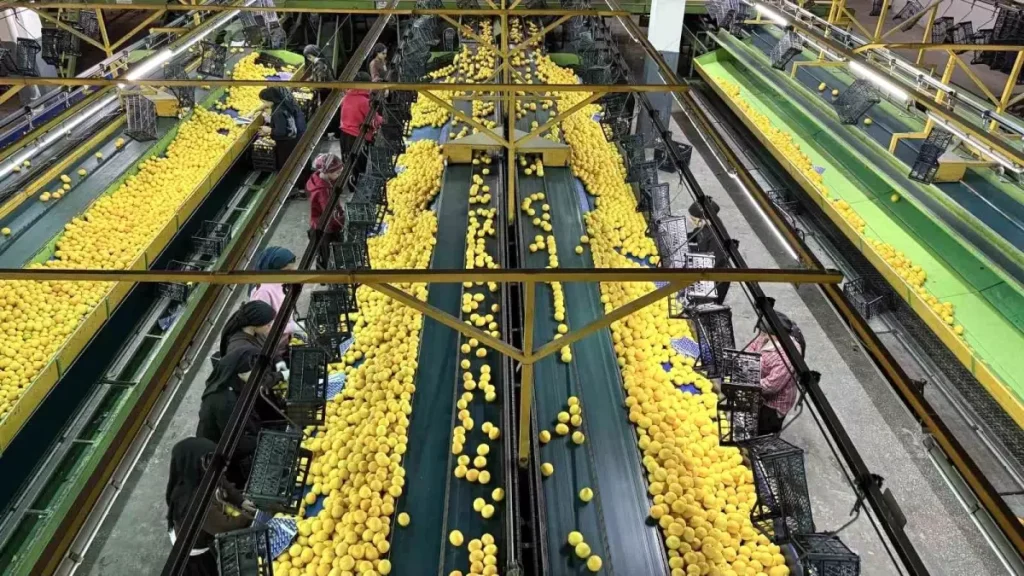 Adana’dan Yeni Yıl Öncesi Narenciye İhracatı: Artış ve Zorluklar