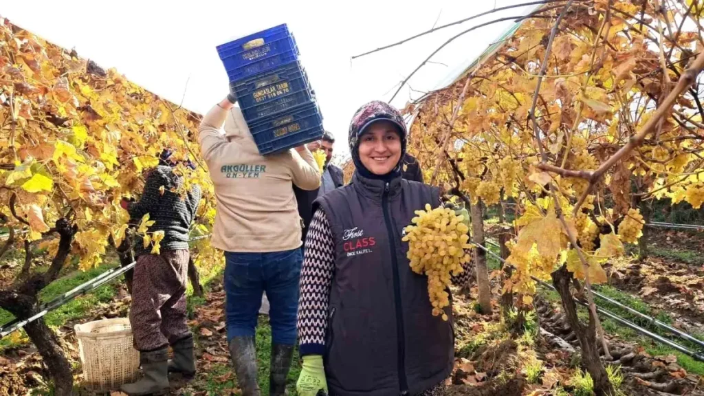 Manisa’da Yılbaşı Üzümleri Hasadı Başladı