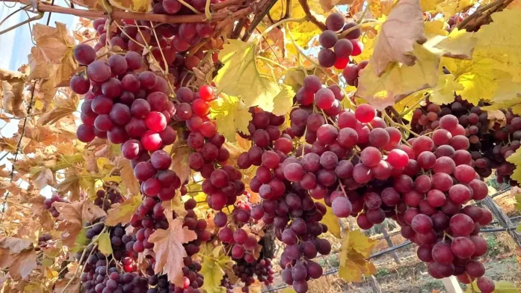 Sarıgöl Ovası’ndan Taze Üzümler Yılbaşı Sofralarına