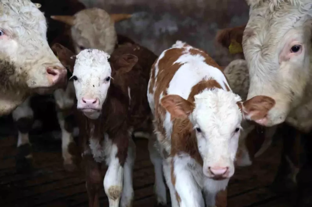 Elazığ’da İkiz Buzağı Sevinci ve Yerli Üretim Vurgusu