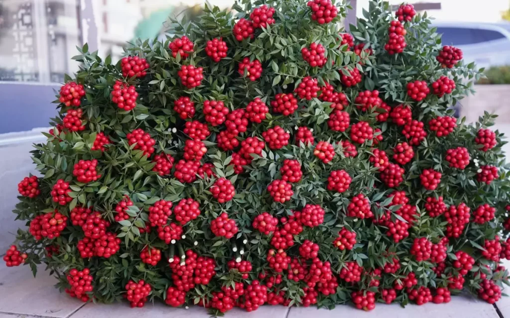 Kokina Çiçeği Yılbaşında Vitrine Çıkıyor: 500 Liradan Başlayan Fiyatlarla Antalya’yı Renklendiriyor