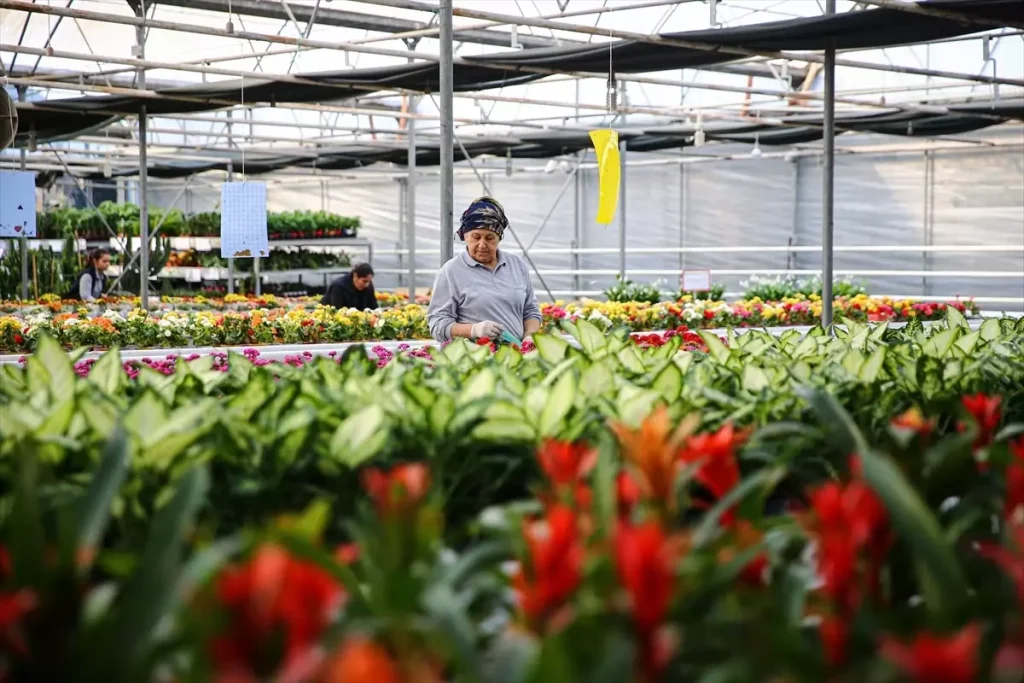 Yılbaşı Çiçekleri Çukurova’da Hareketliliği Artırdı