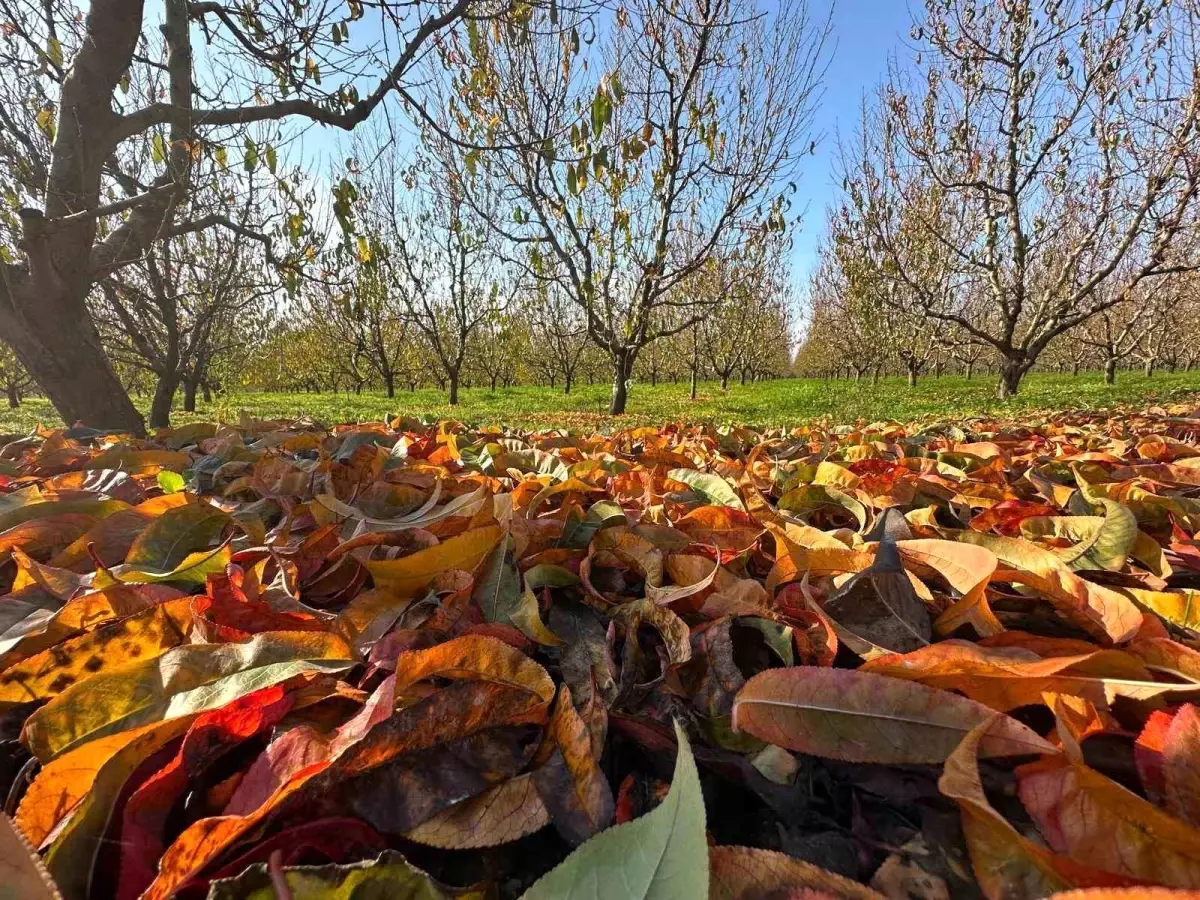 Zirai Don ve Kuraklık Meyve Ağaçlarını Yordu: 2025 Üretim Krizi Derinleşiyor