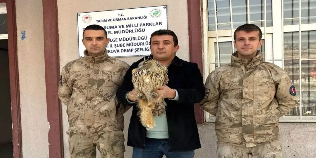 Yaralı Boynuzlu Baykuş Tedavi Altına Alındı