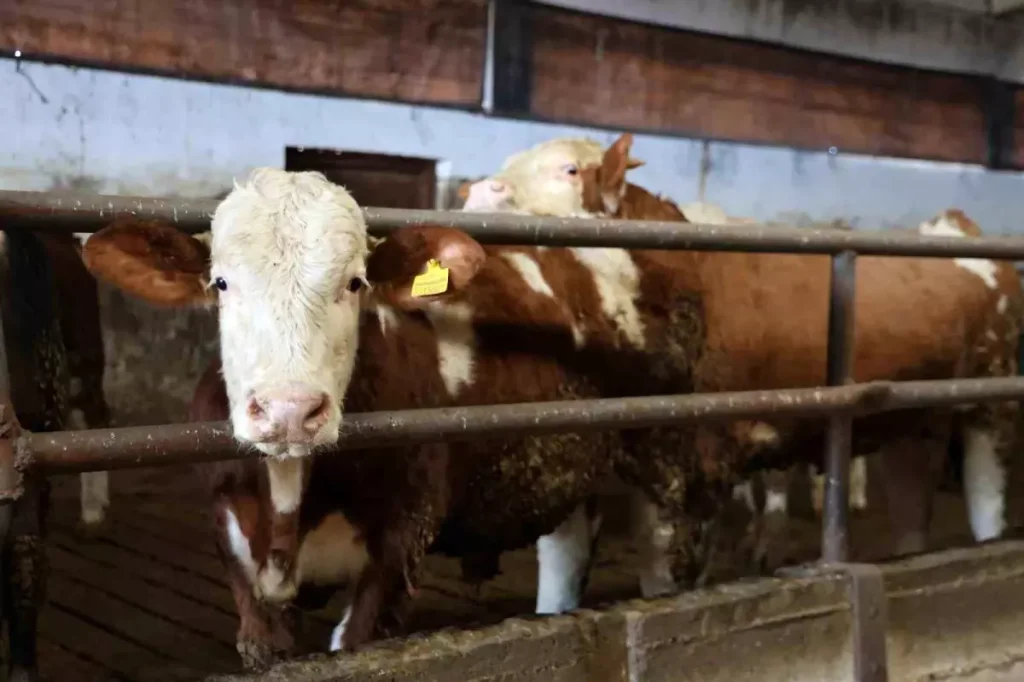 Ömer Erdem’in TKDK Destekli 300 Başlık Modern Çiftliği Elazığ’da Tarım Devrimi Yaratıyor