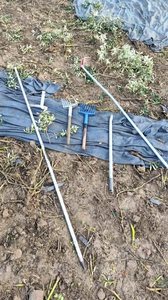 Hırsızlar Orhangazi’de 500 Kilo Zeytin Çaldı