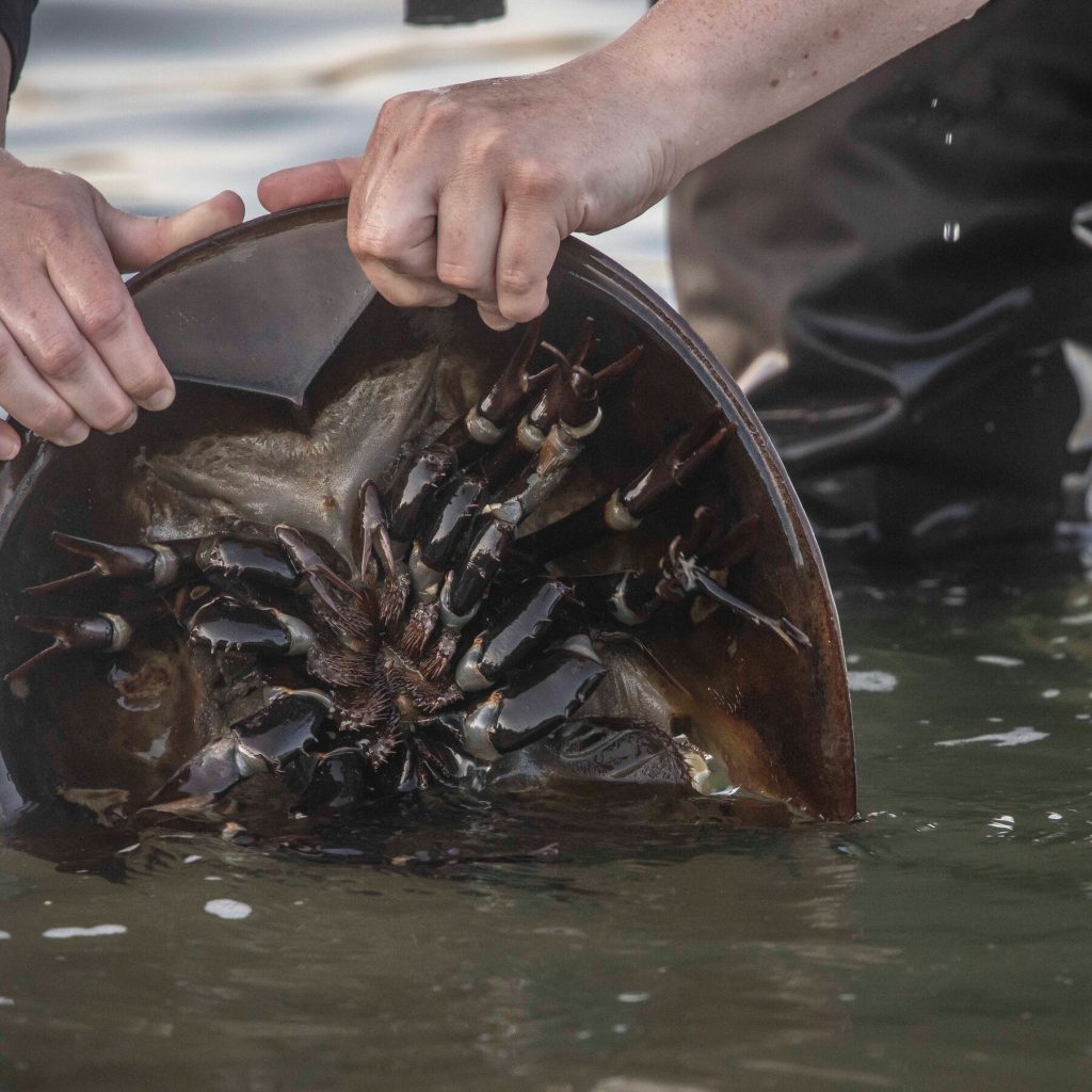 New York to Phase In Protections for Horseshoe Crabs