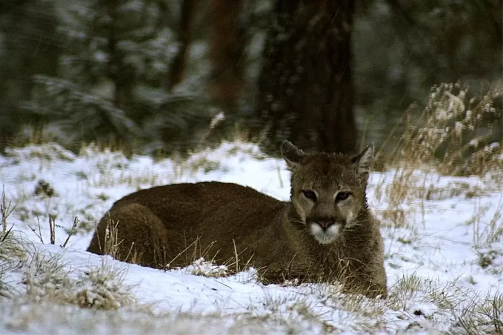 Puma Saldırısı: Colorado’da Yalnız Yürüyen Kadının Hayatı Trajik Bir Şekilde Son Buldu