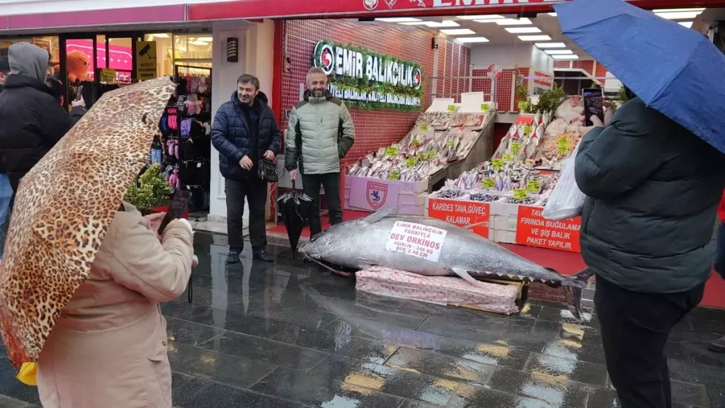 Düzce’de Dev Orkinos Satışta: 346 Kilo, 2,4 Metre Boyunda Balık Samsun’da Sergileniyor