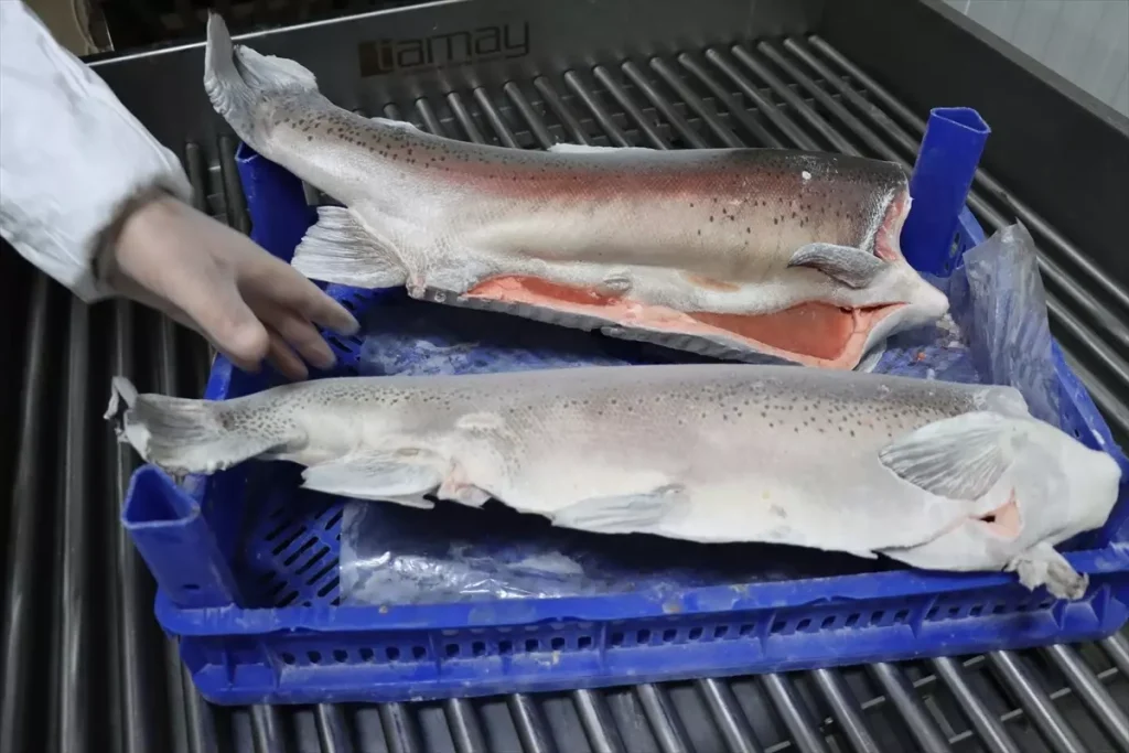 Ömer Tunç’ten 20 Yılda 5 Milyon Dolar İhracat: Şanlıurfa’nın Balıkçılık Başarı Hikâyesi