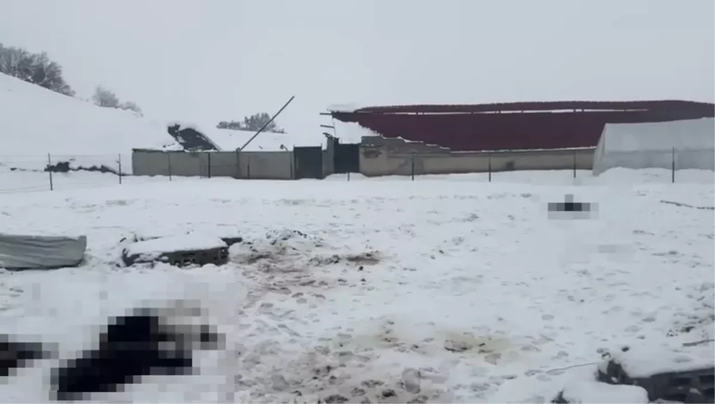 Siirt’te Kar Ağırlığıyla 3 Ahır Çöktü; Yaklaşık 600 Küçükbaş Hayvan Hayatta Kaldı