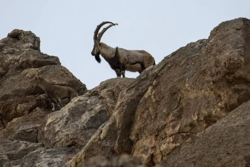 Yasa Dışı Yaban Keçisi Avına Operasyon: 3 Kişi Yakalandı ve 2,8 Milyon TL Ceza Kesildi